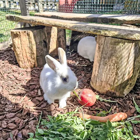 Lejlighed Haflingerhof Enzian By Interhome