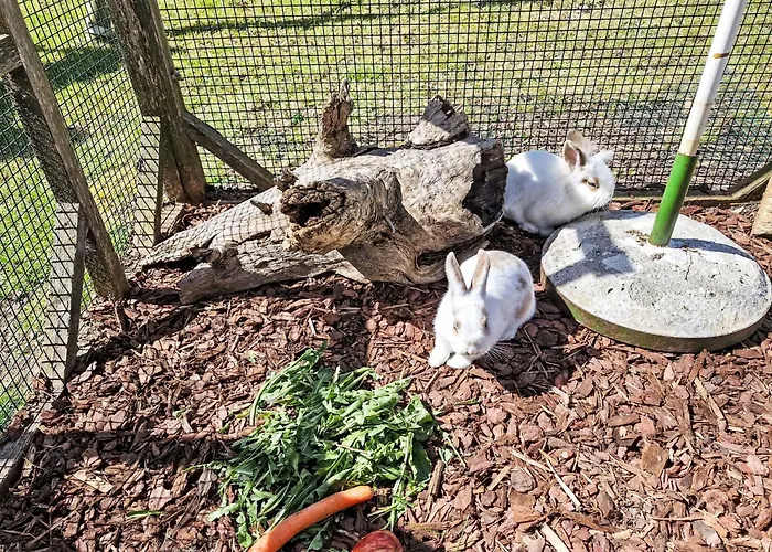 Haflingerhof Enzian By Interhome Appartamento